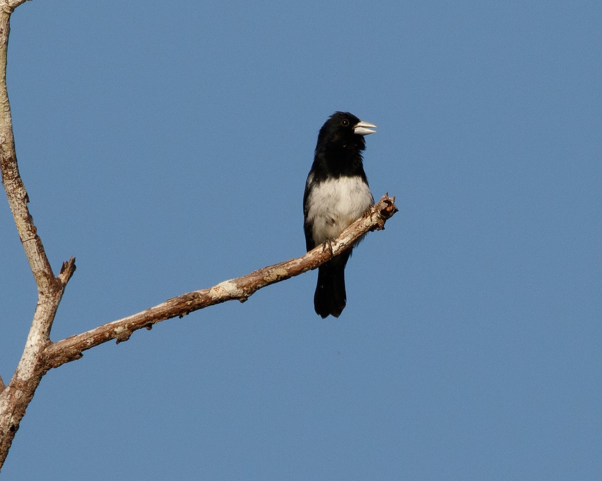 Cone-billed Tanager - ML410896411