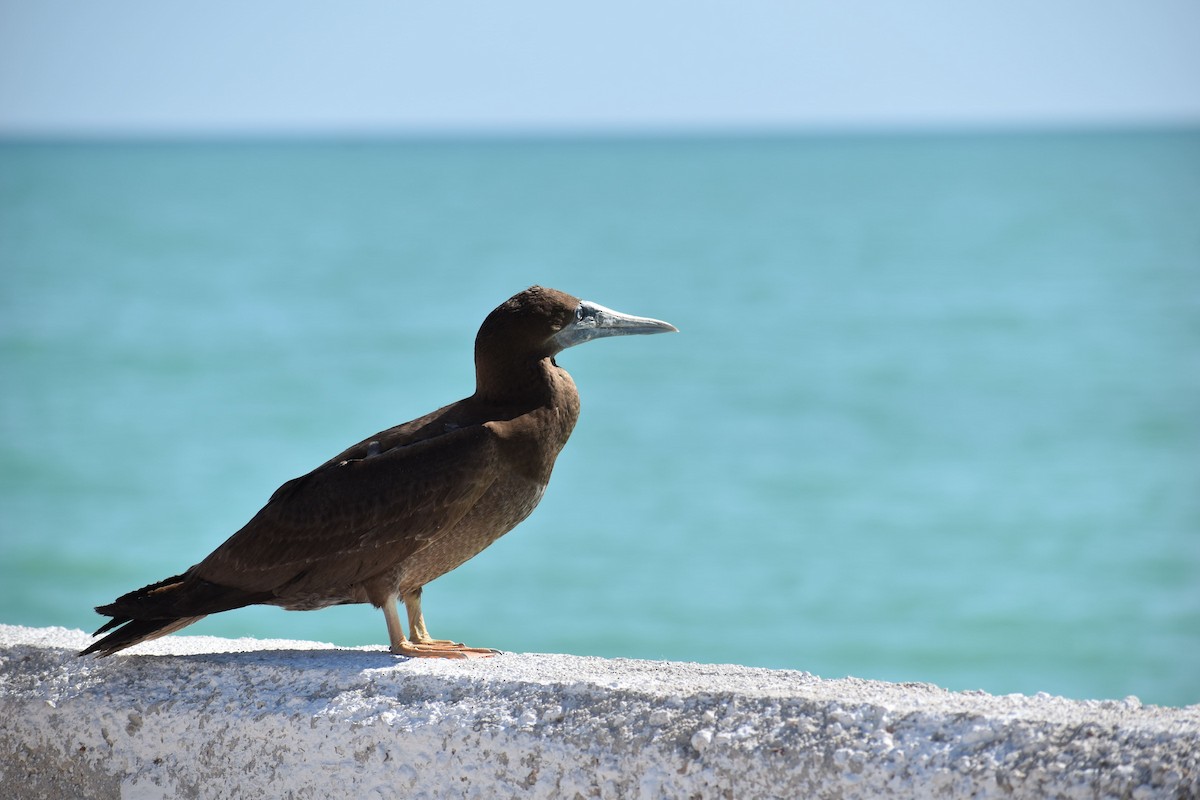Brown Booby - ML410898081