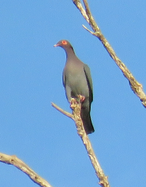 Scaly-naped Pigeon - ML410899551