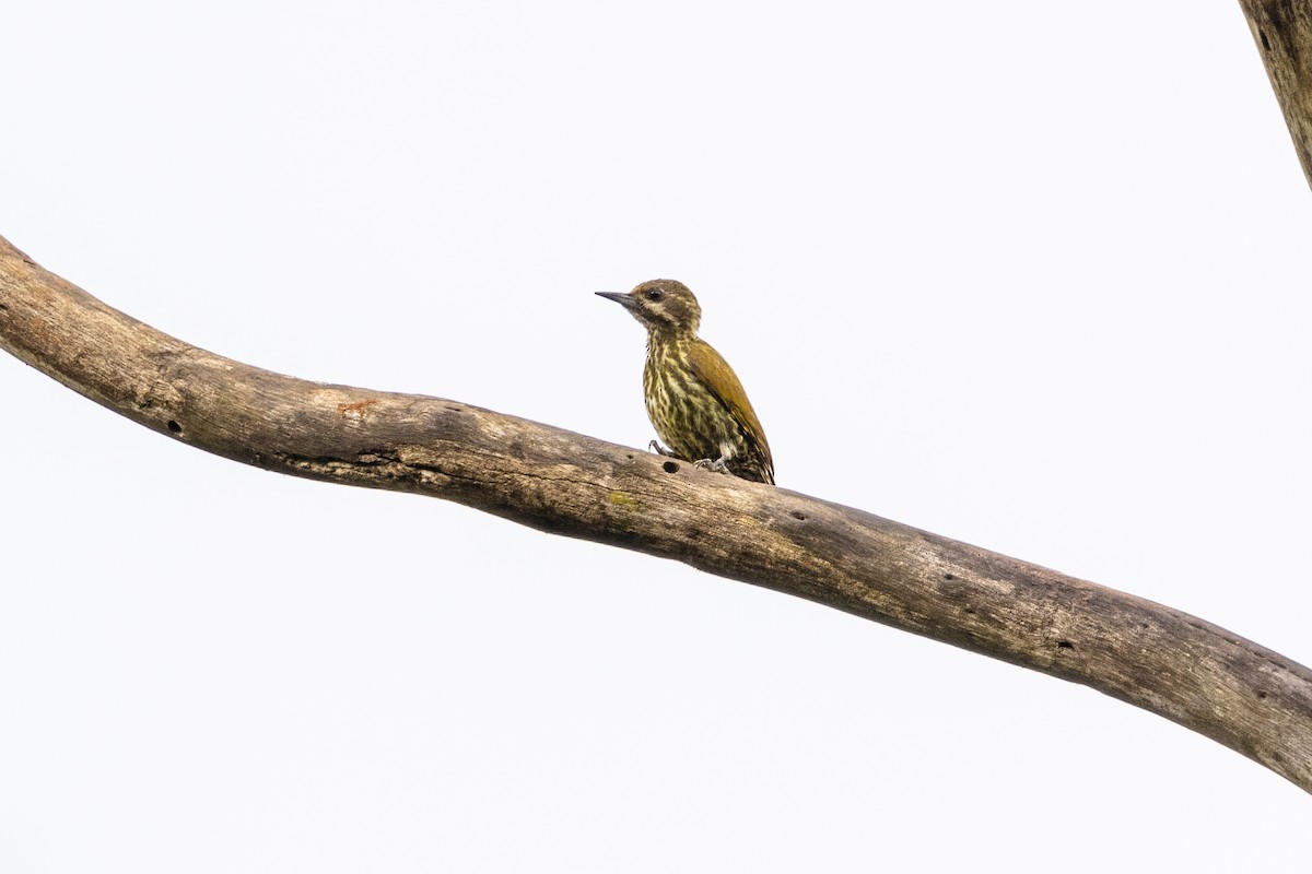 Melancholy Woodpecker - ML410899991