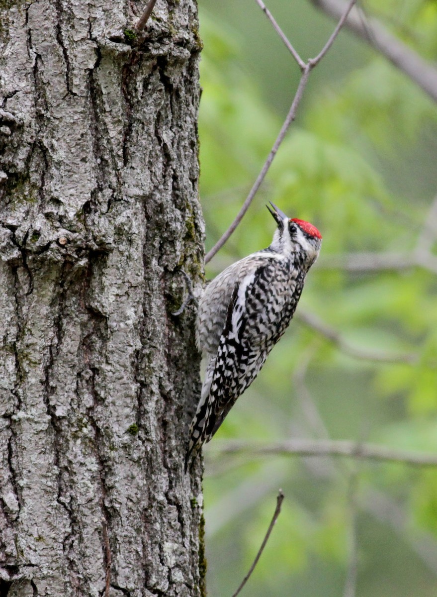 Yellow-bellied Sapsucker - ML41090101