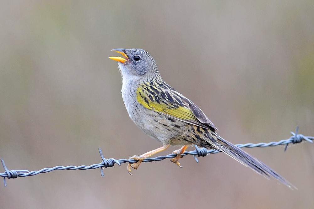 Lesser Grass-Finch - Bruno Rennó