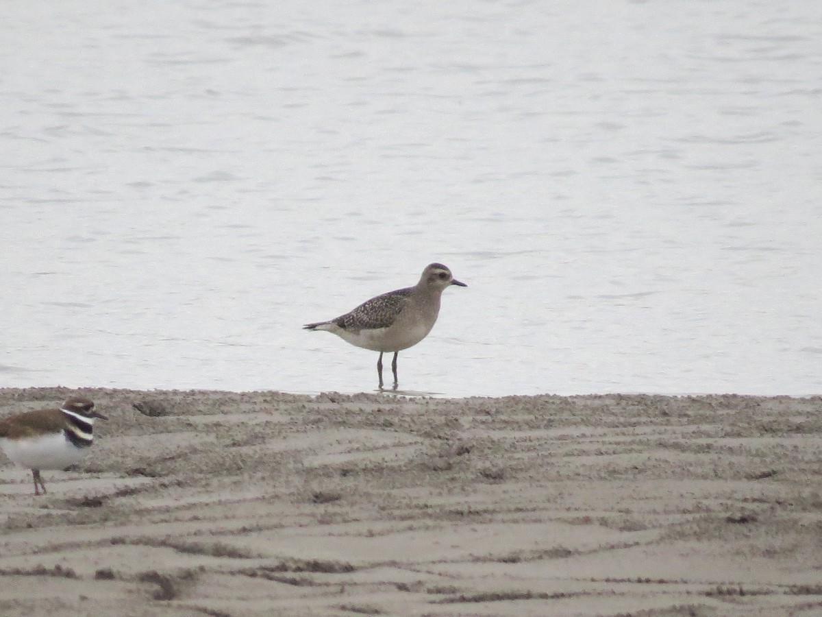 American Golden-Plover - Steve Butterworth