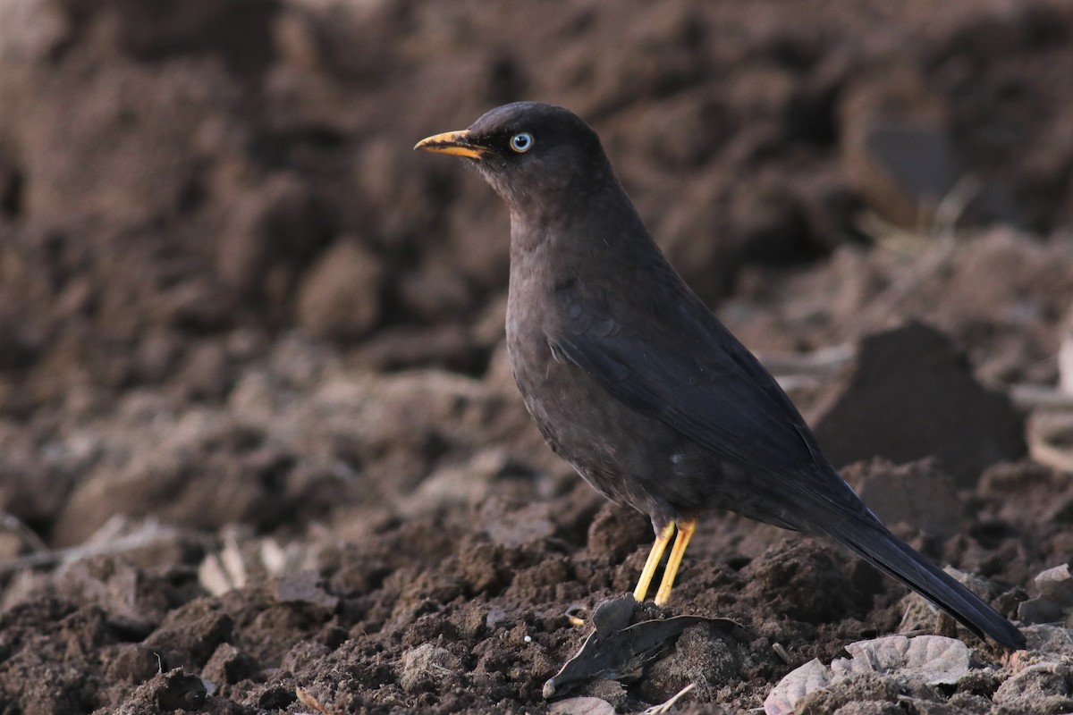 Sooty Thrush - ML410904221