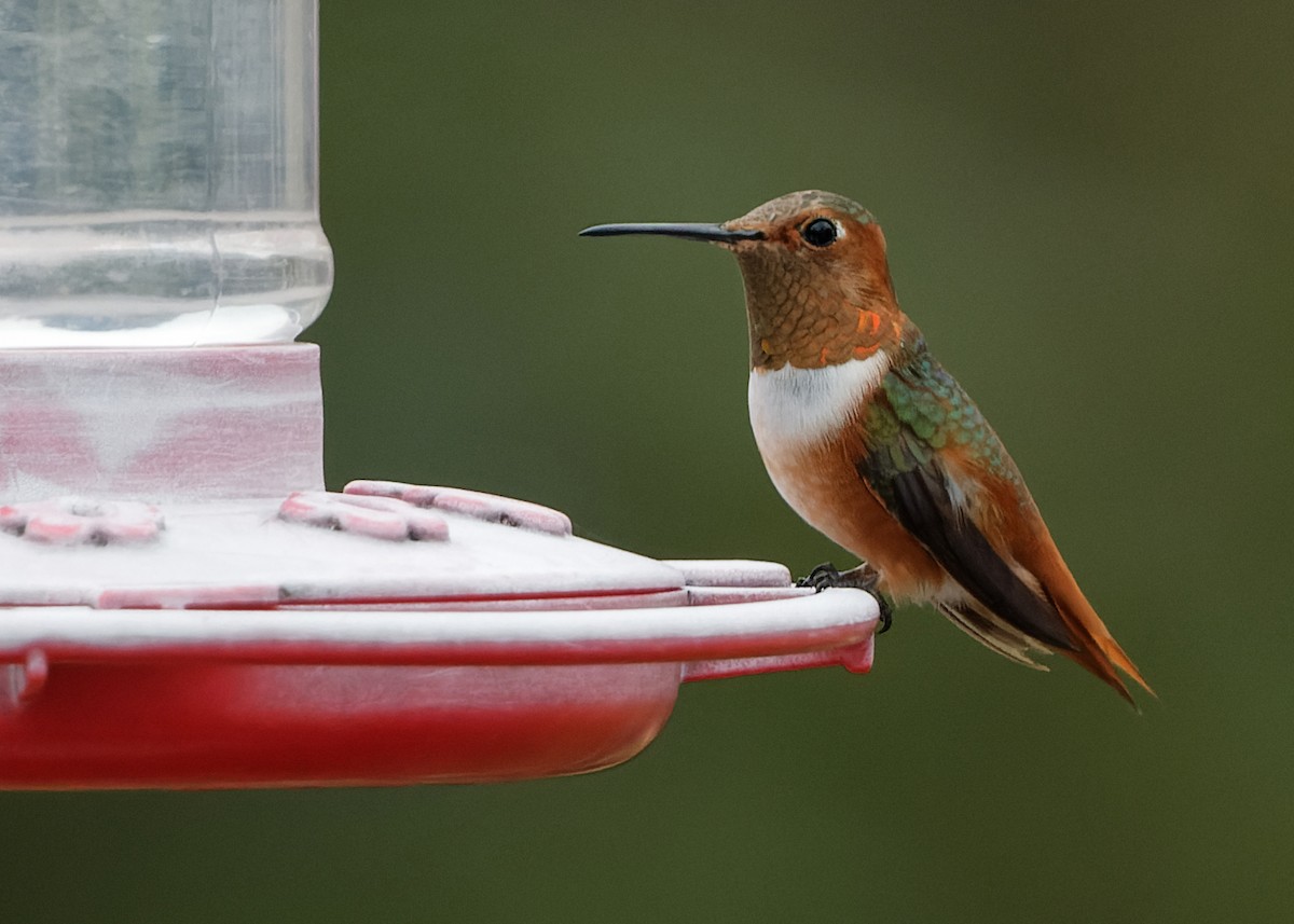 Allen's Hummingbird - ML410904491