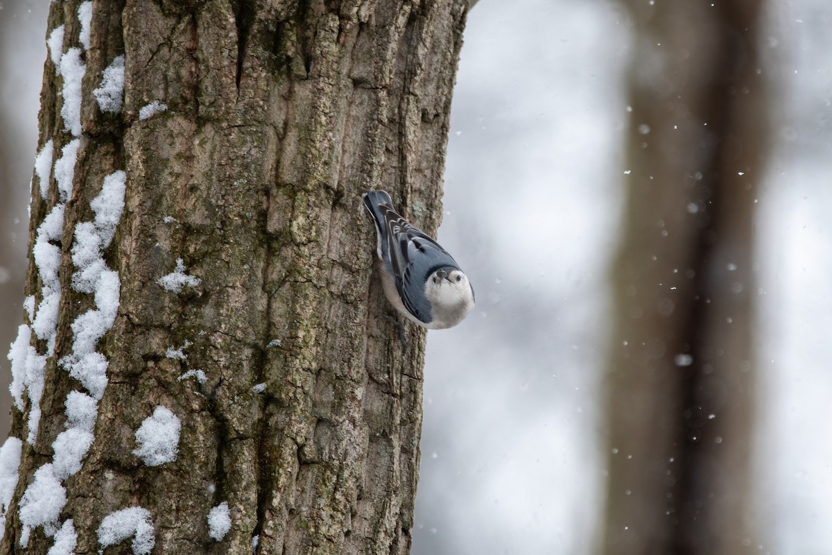 White-breasted Nuthatch - ML410904901