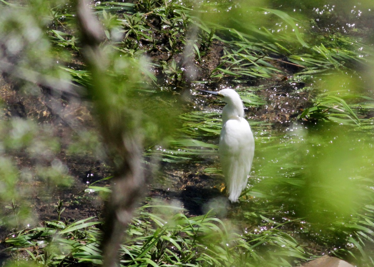 Snowy Egret - ML41090611