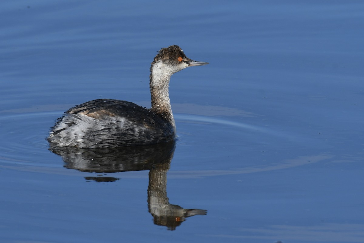 Eared Grebe - ML410906131