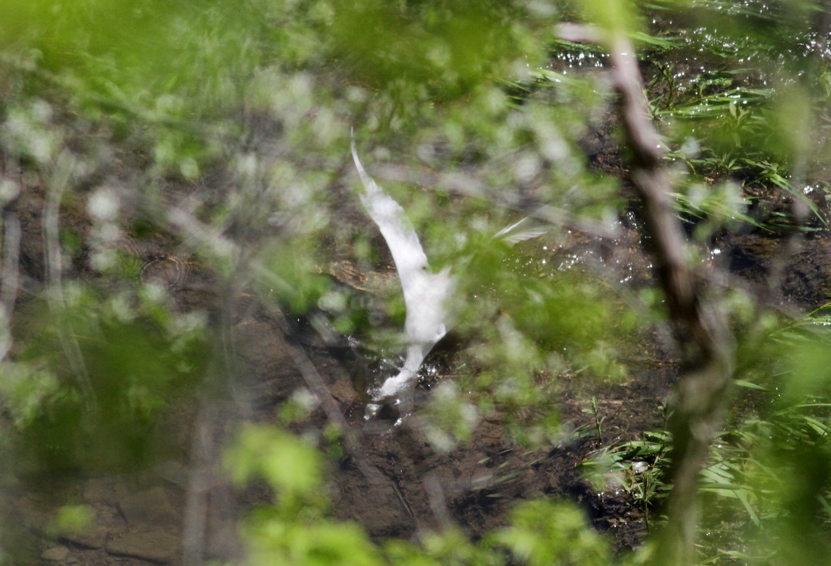 Snowy Egret - Jay McGowan