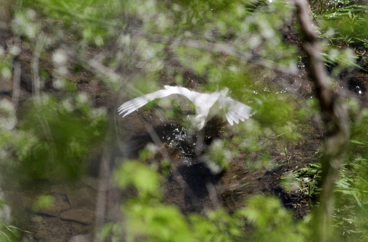 Snowy Egret - ML41090671