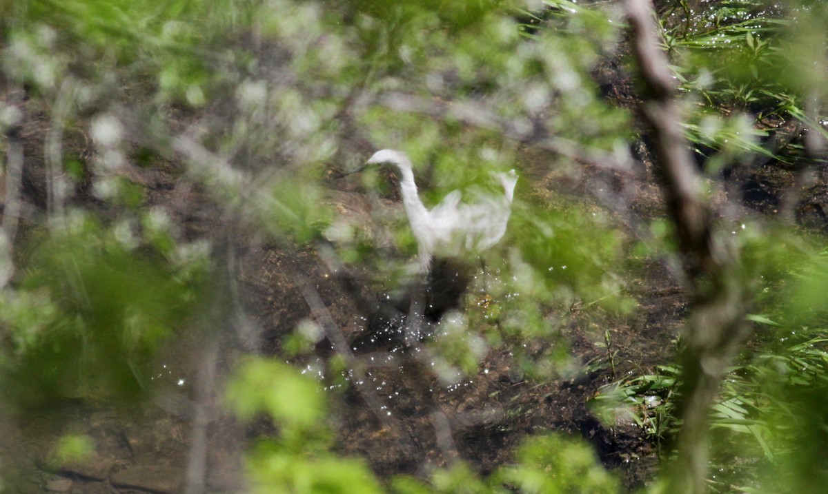 Snowy Egret - ML41090721