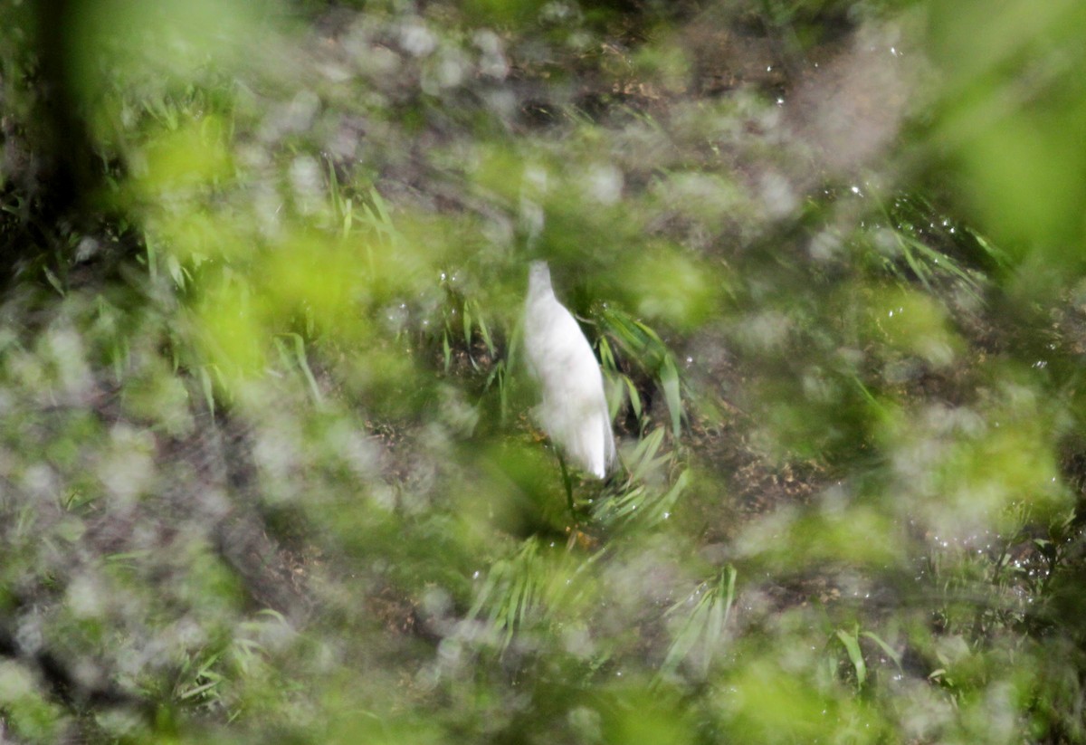 Snowy Egret - ML41090731