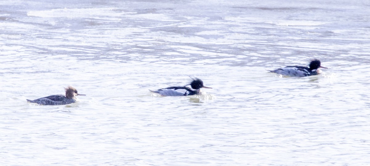 Red-breasted Merganser - ML410908861