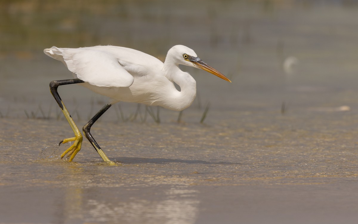 Western Reef-Heron (Eastern) - ML410908871