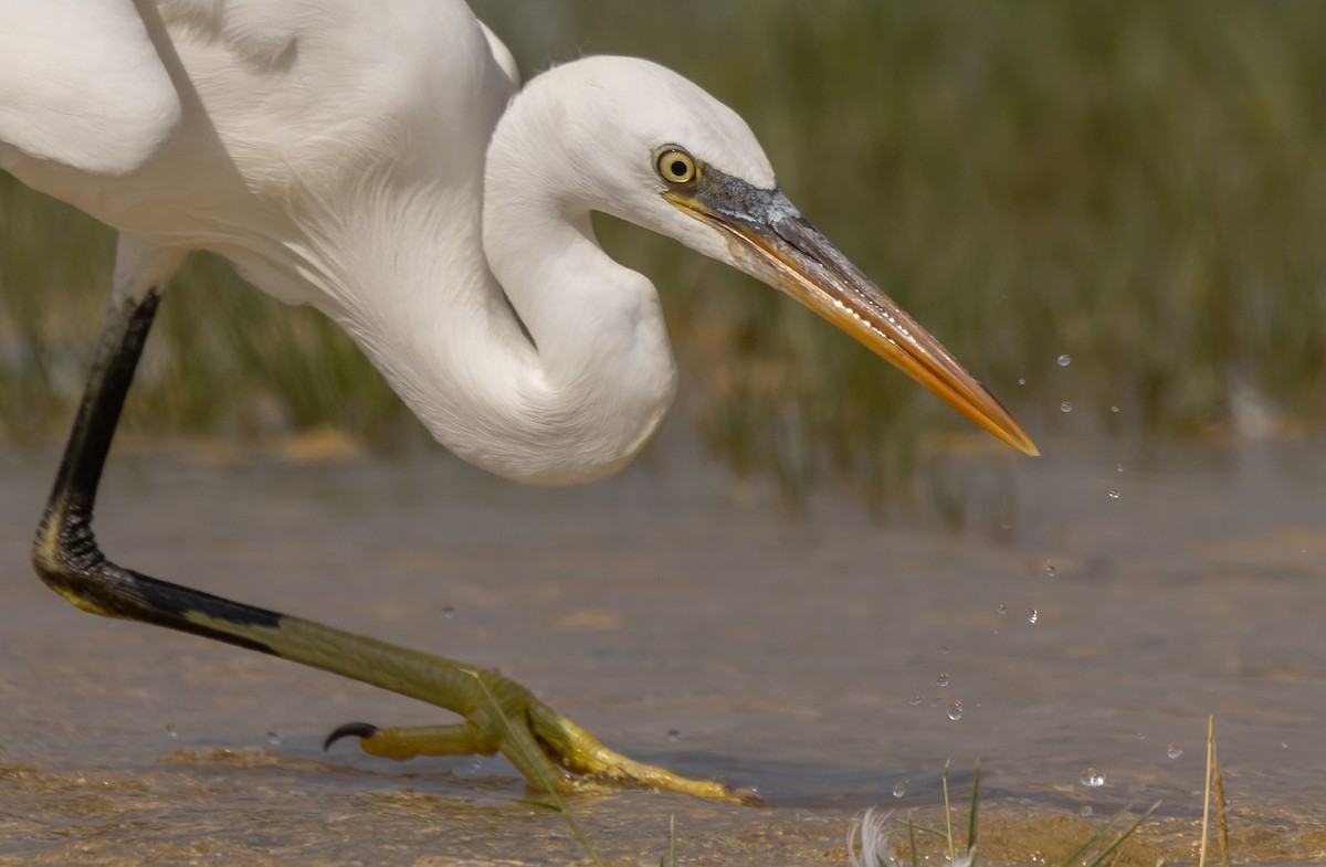 Western Reef-Heron (Eastern) - ML410908881