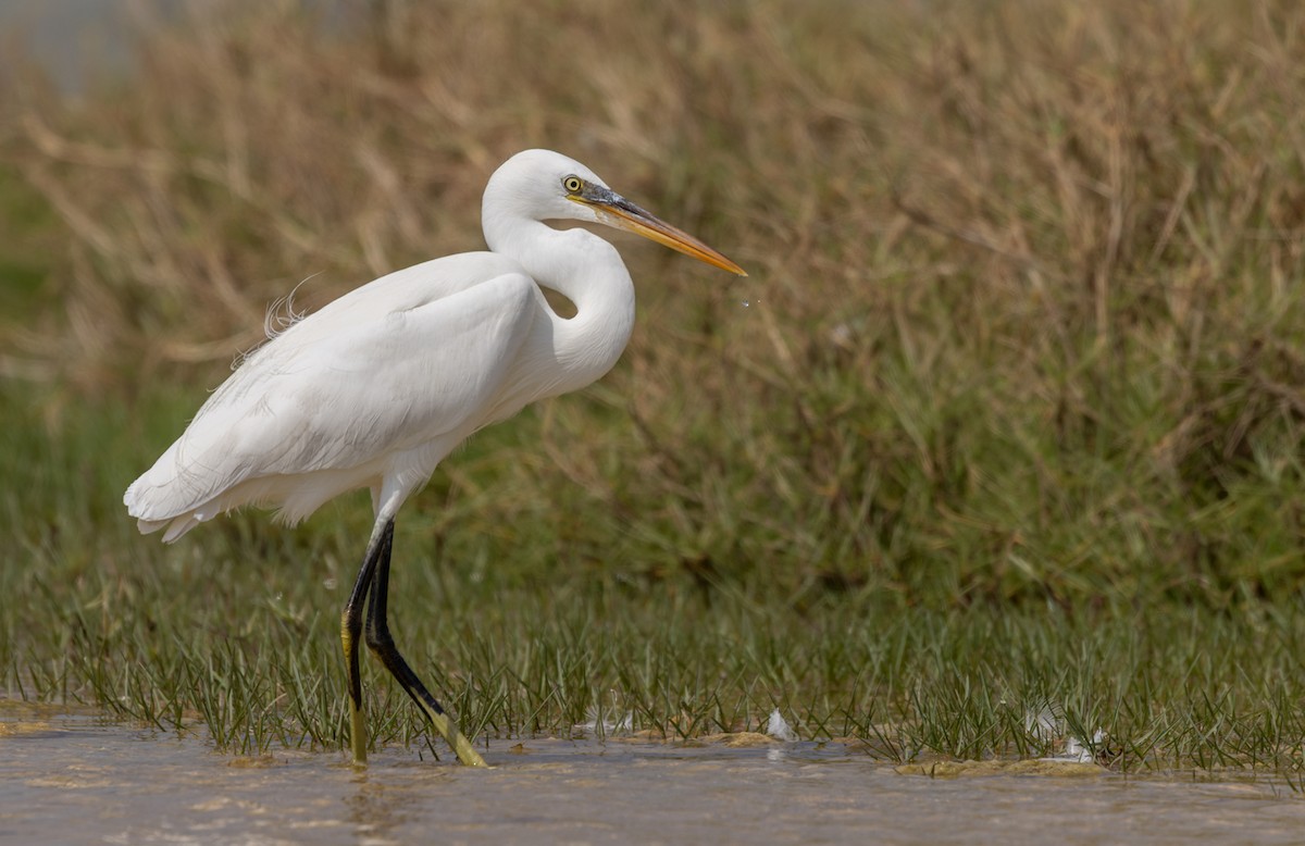 Western Reef-Heron (Eastern) - ML410908891