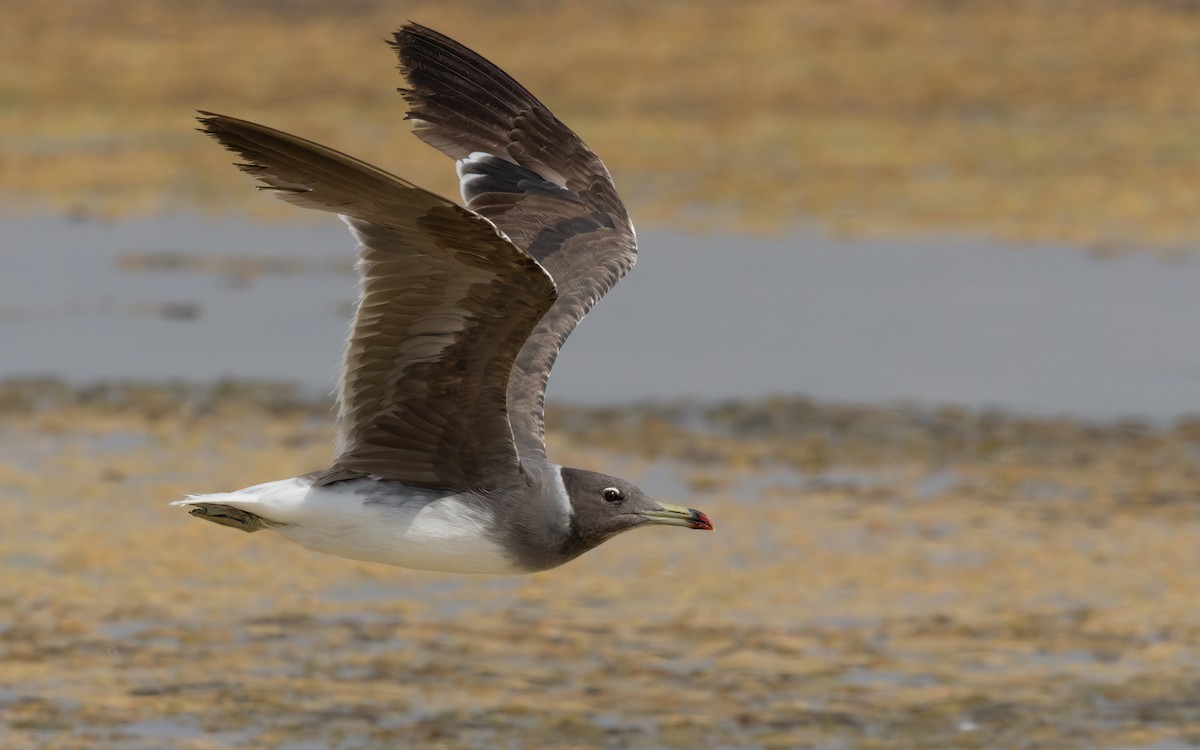 Sooty Gull - Lars Petersson | My World of Bird Photography