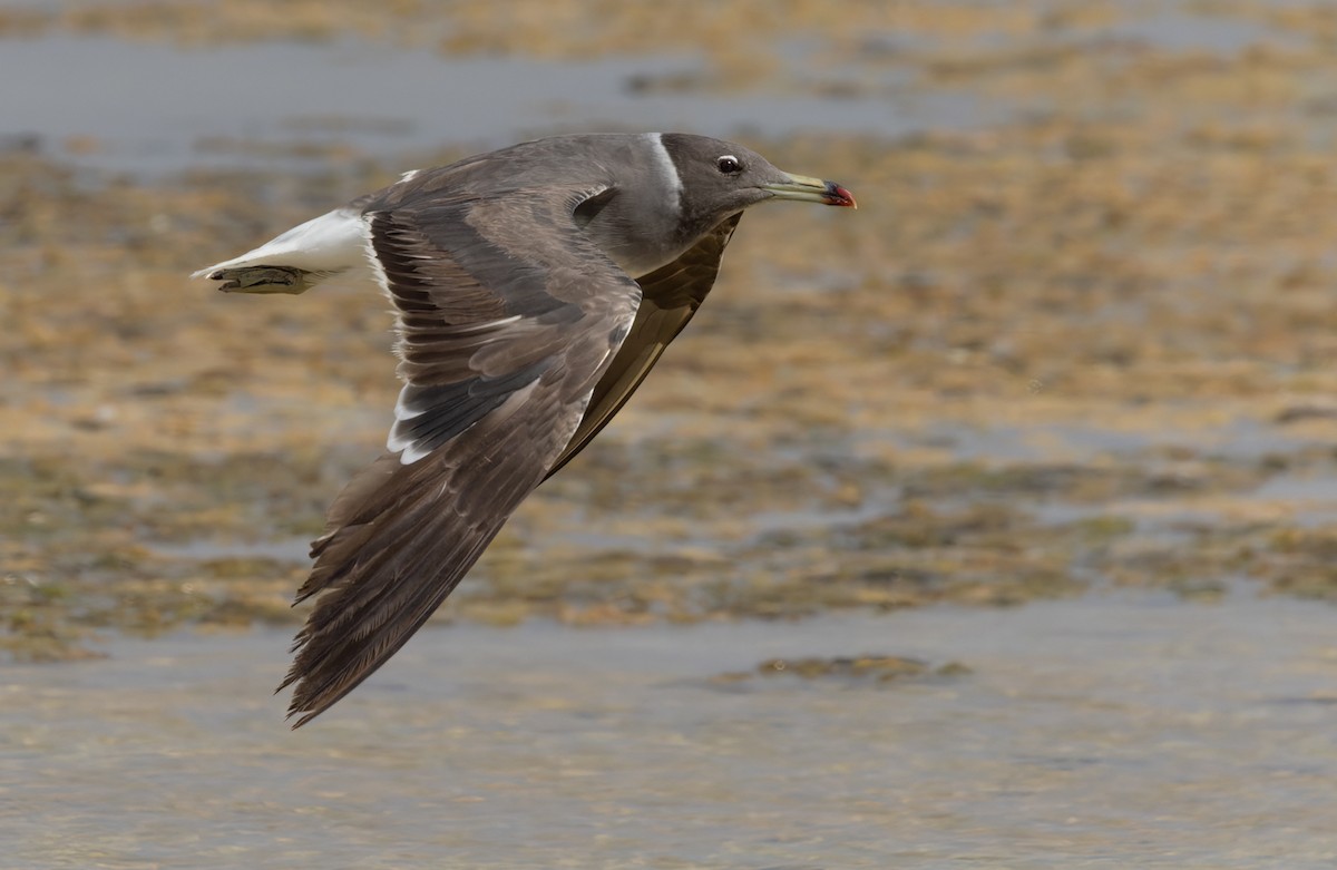 Sooty Gull - Lars Petersson | My World of Bird Photography