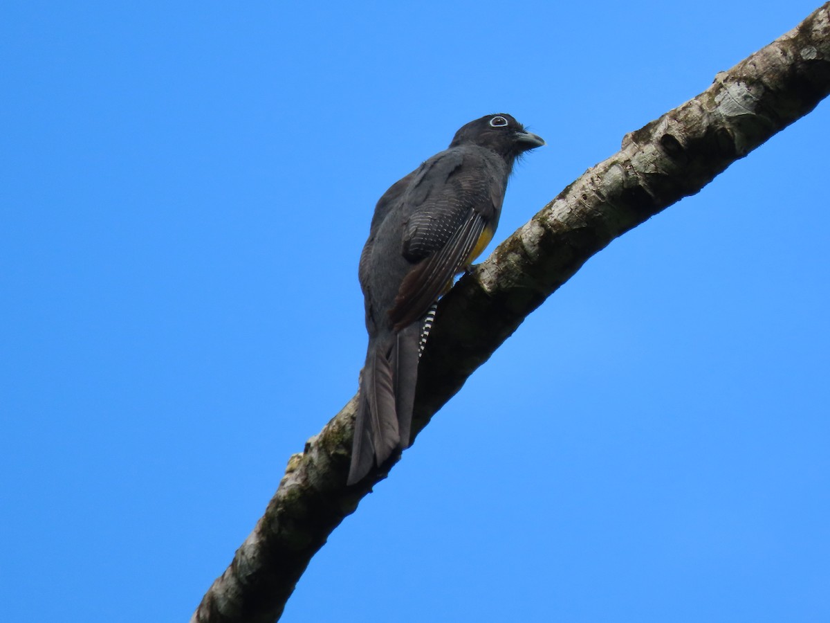 trogon zelenohřbetý - ML410912151