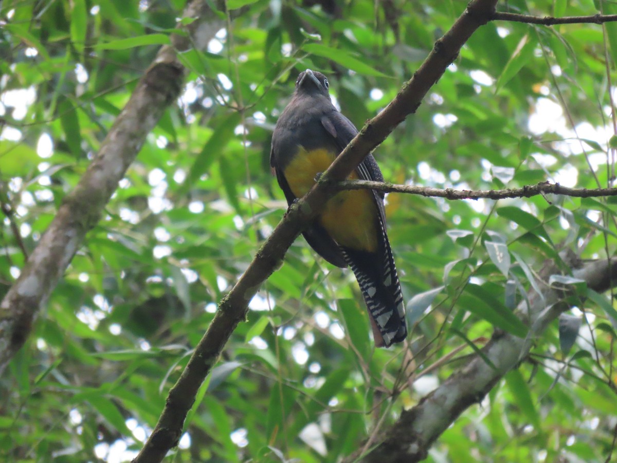 trogon zelenohřbetý - ML410912161