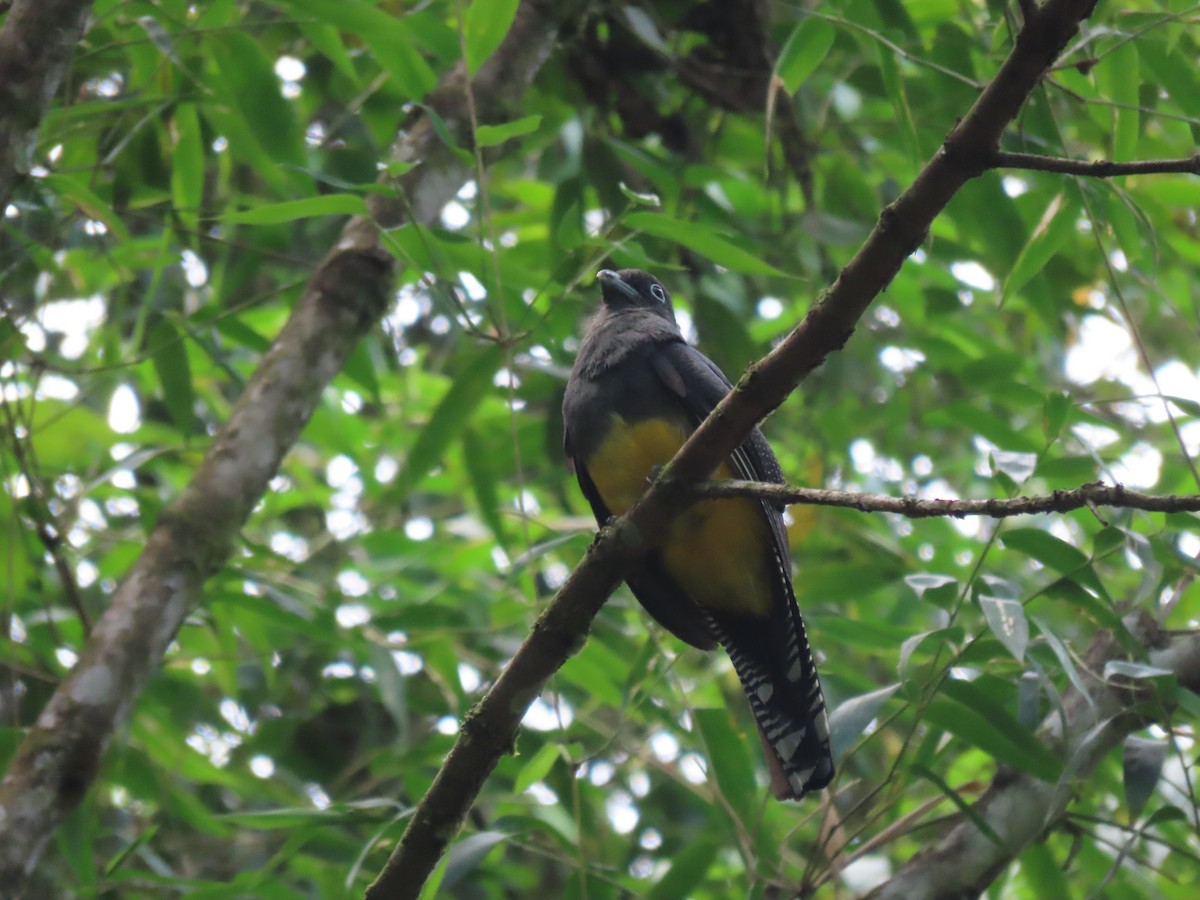 trogon zelenohřbetý - ML410912171