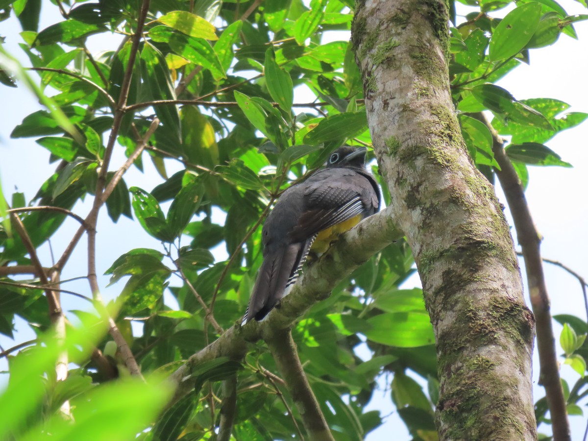 trogon zelenohřbetý - ML410912291