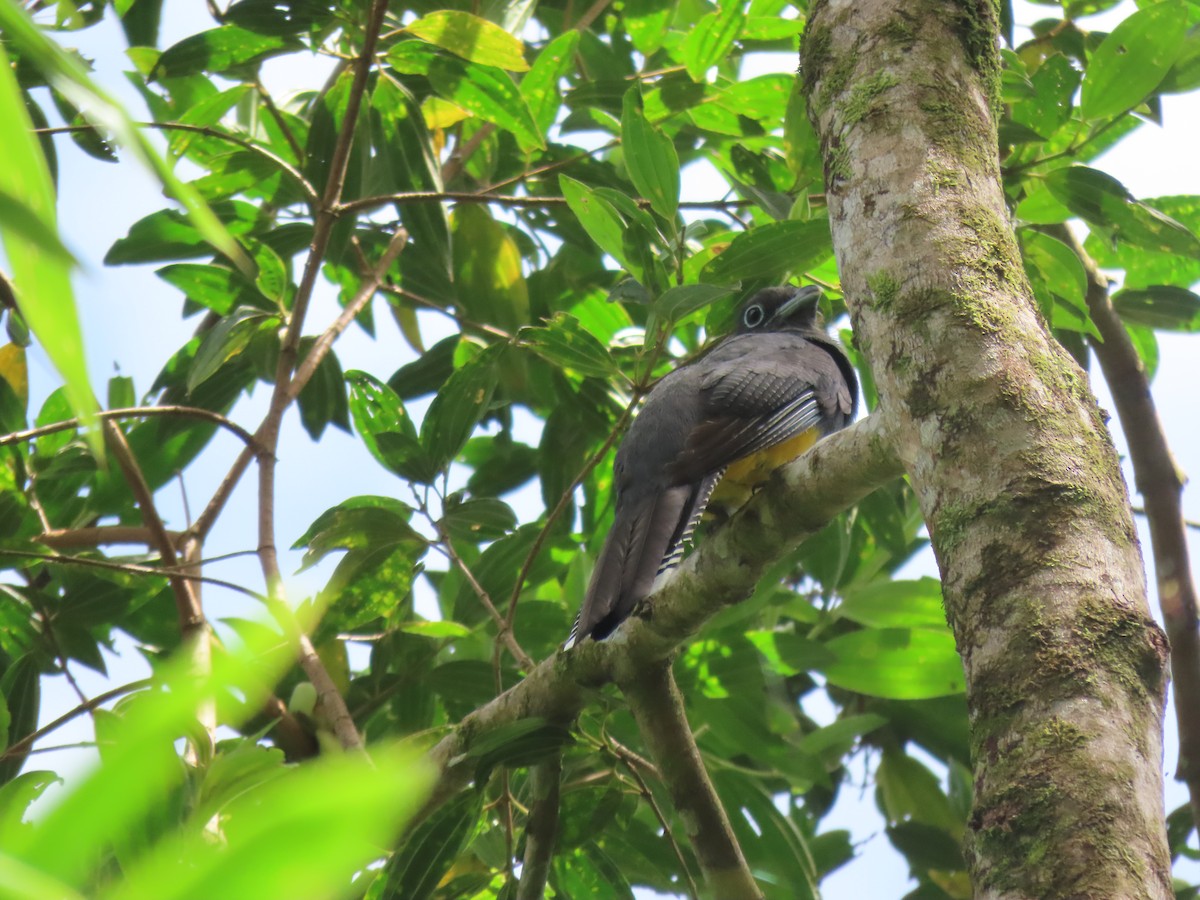 trogon zelenohřbetý - ML410912331