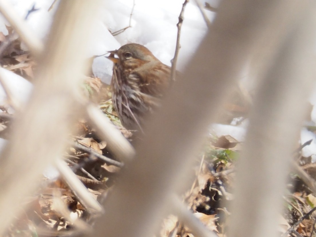 Fox Sparrow - ML410913681