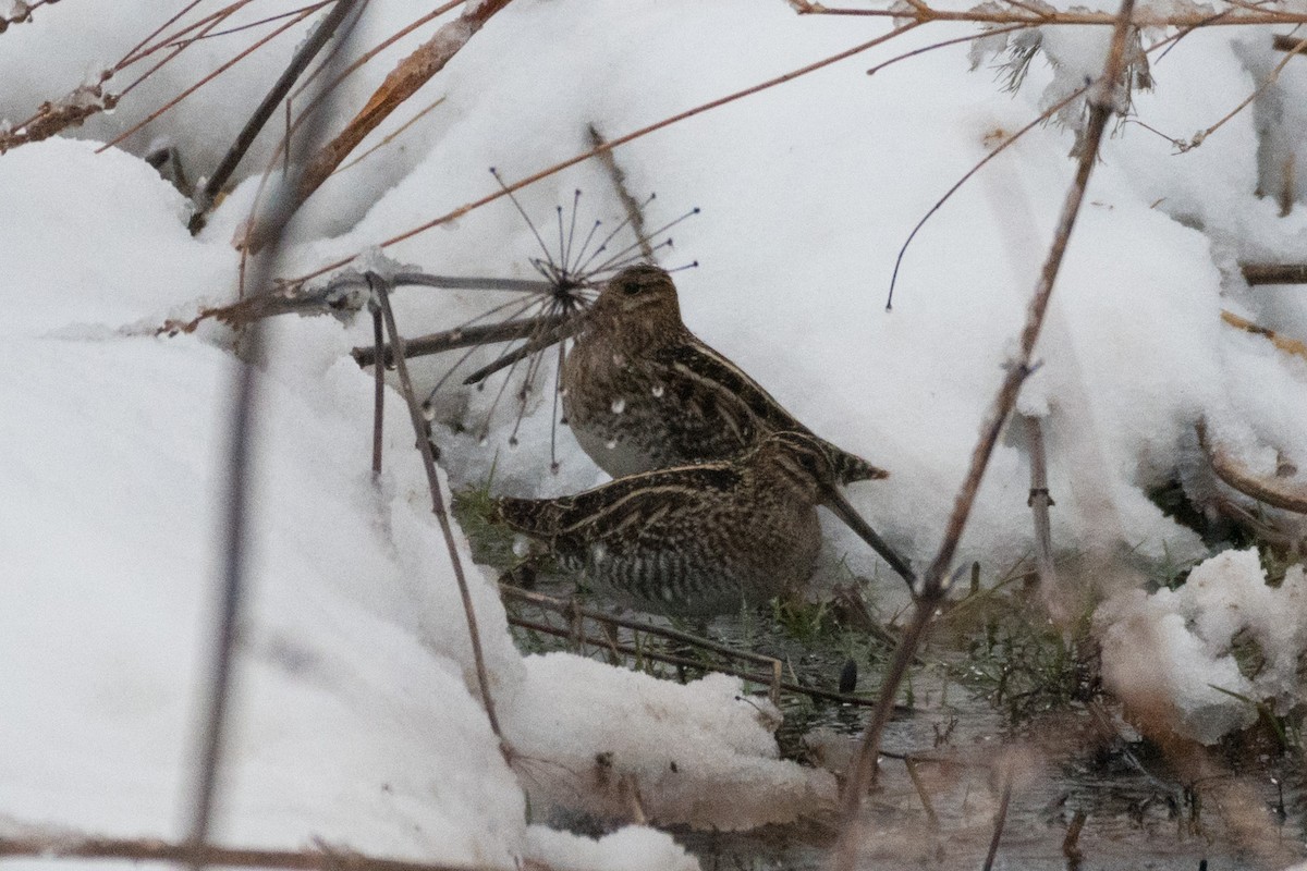 Wilson's Snipe - ML410913831