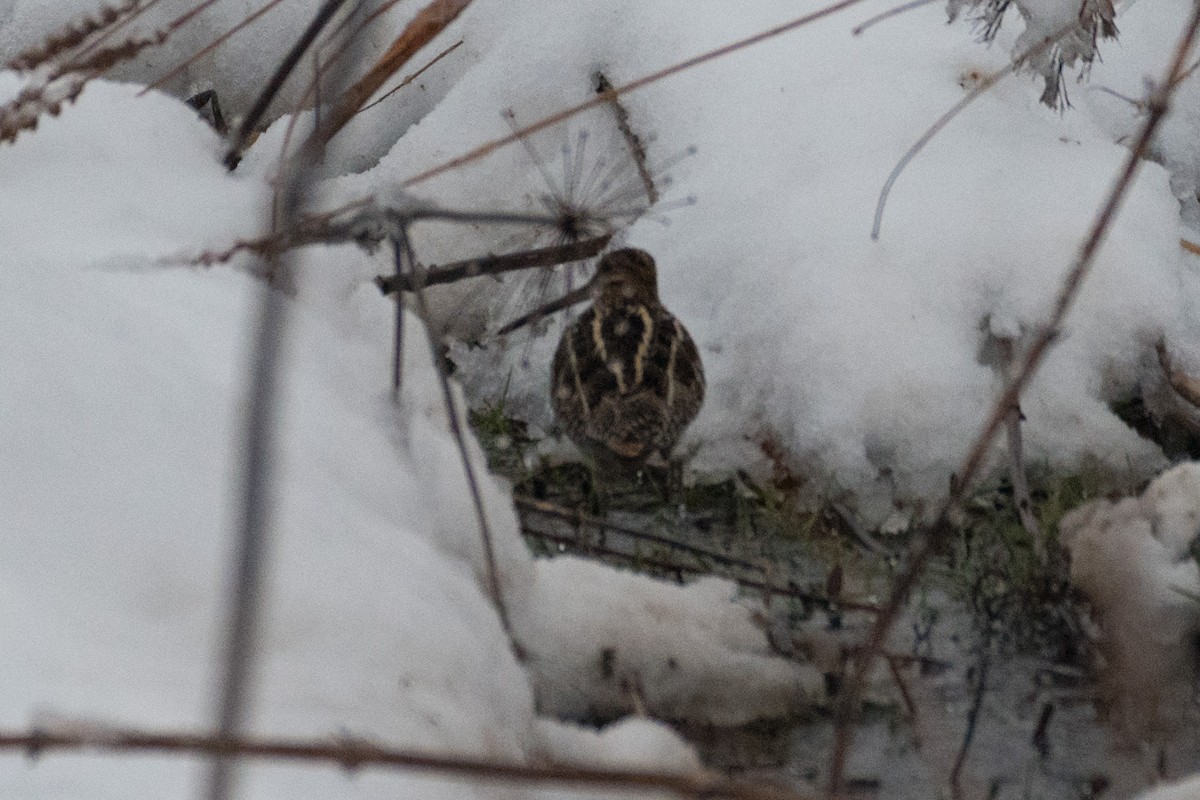 Wilson's Snipe - ML410913851