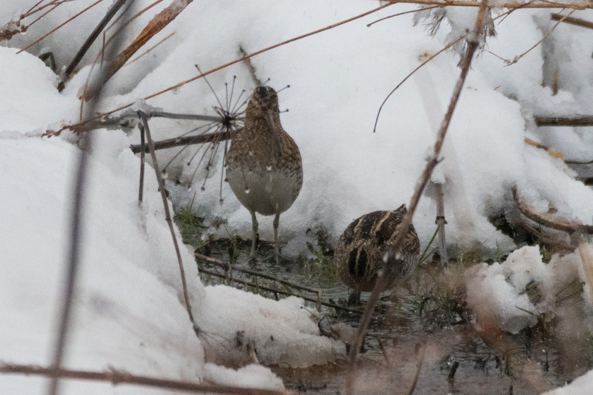 Wilson's Snipe - ML410914031