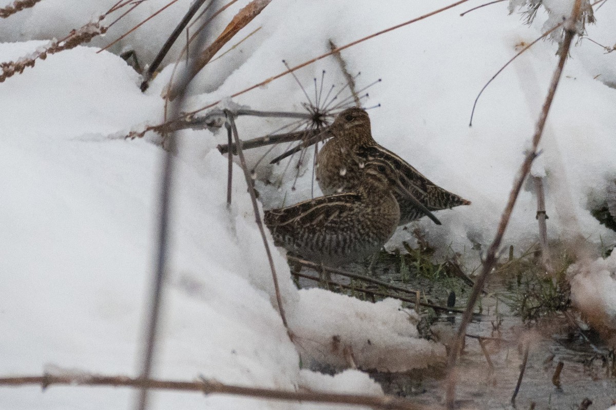 Wilson's Snipe - ML410914051