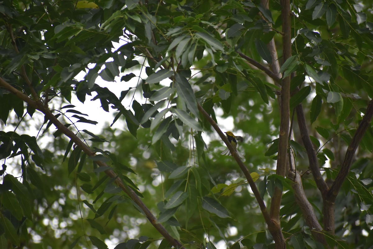 Black-throated Green Warbler - ML410915161