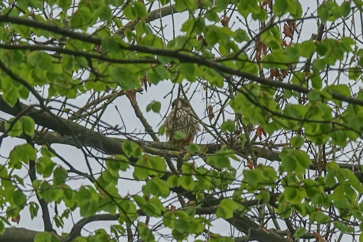 Eurasian Hobby - ML410915491