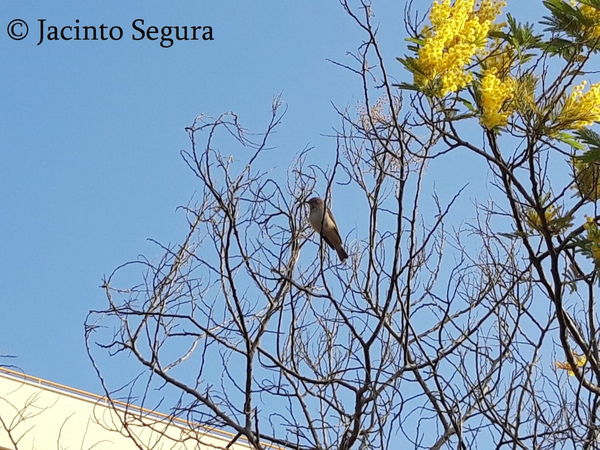 Spotted Flycatcher - ML410917401