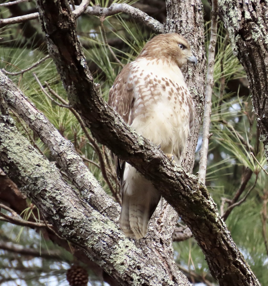 Red-tailed Hawk - ML410918141