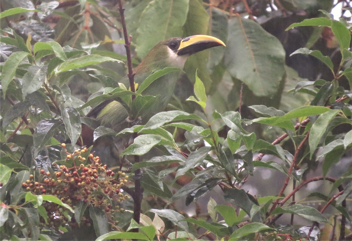 Toucanet émeraude - ML410918341