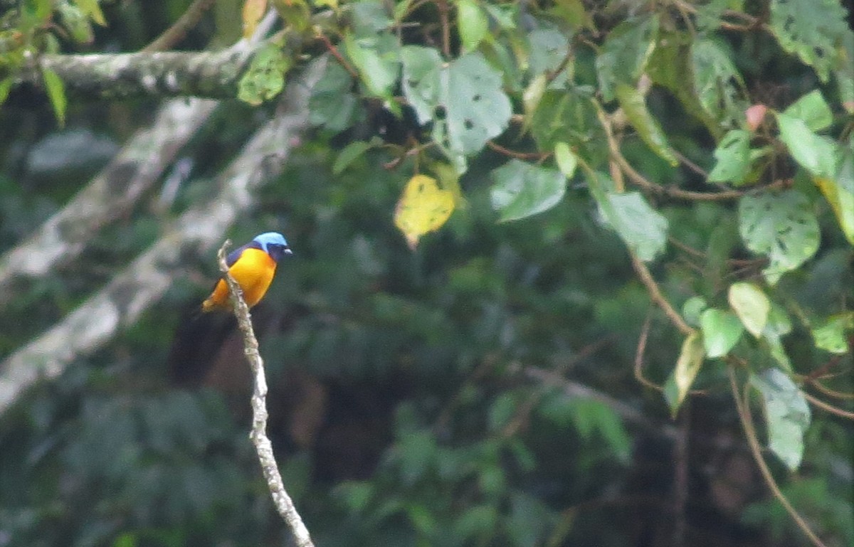 Elegant Euphonia - ML410919831