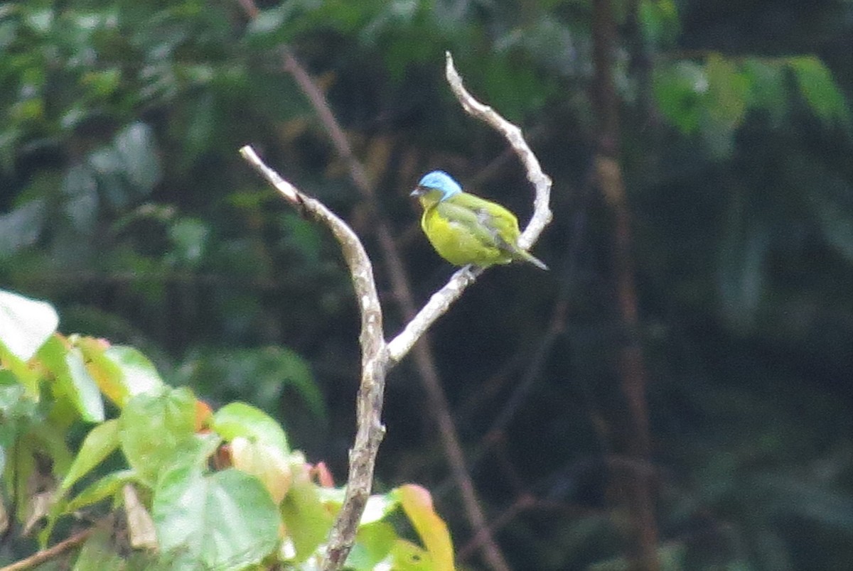 Elegant Euphonia - ML410919841