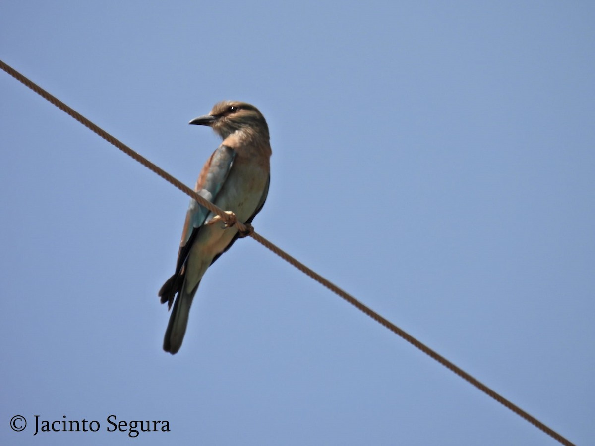 European Roller - ML410920161