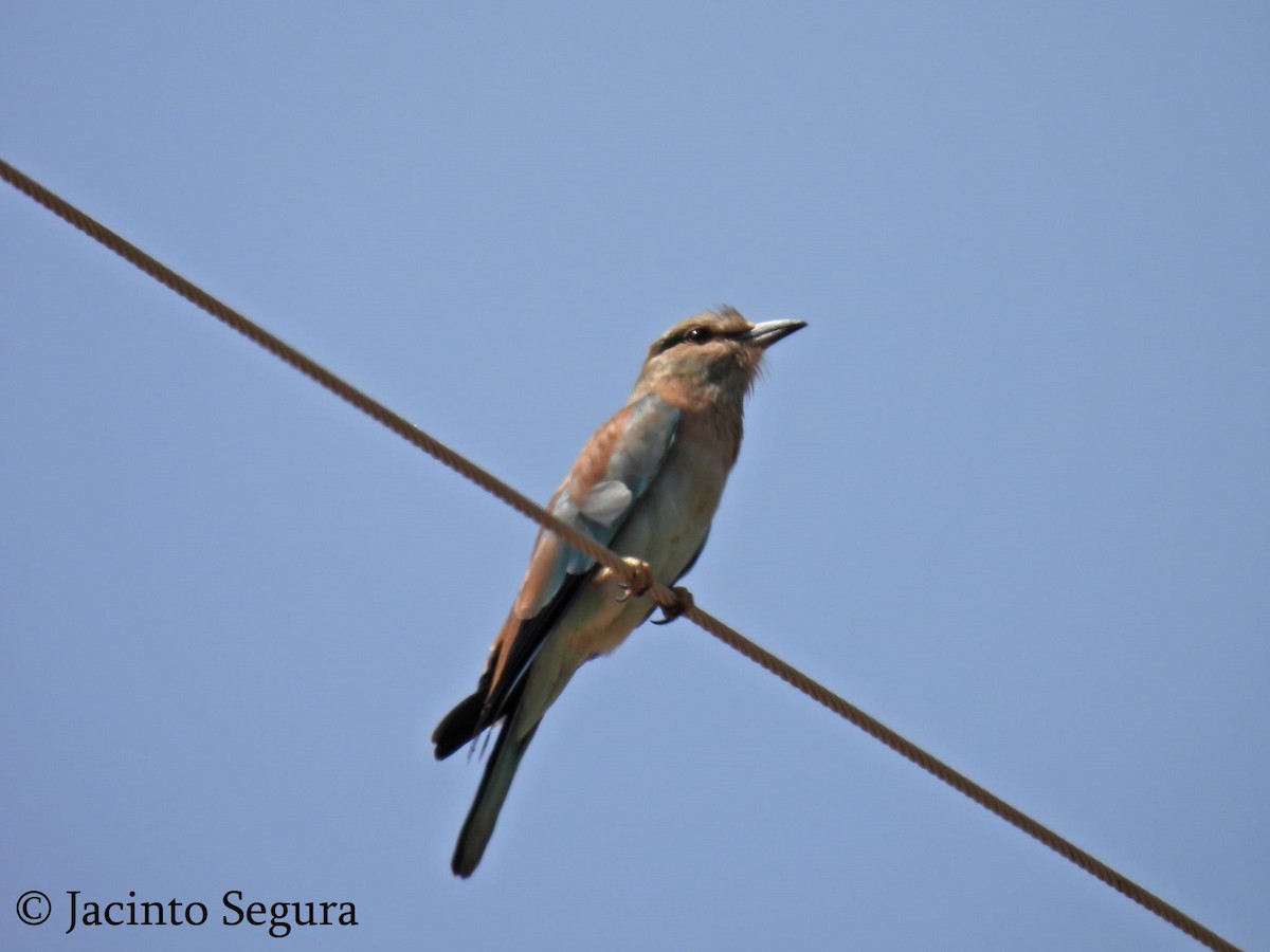 European Roller - ML410920171