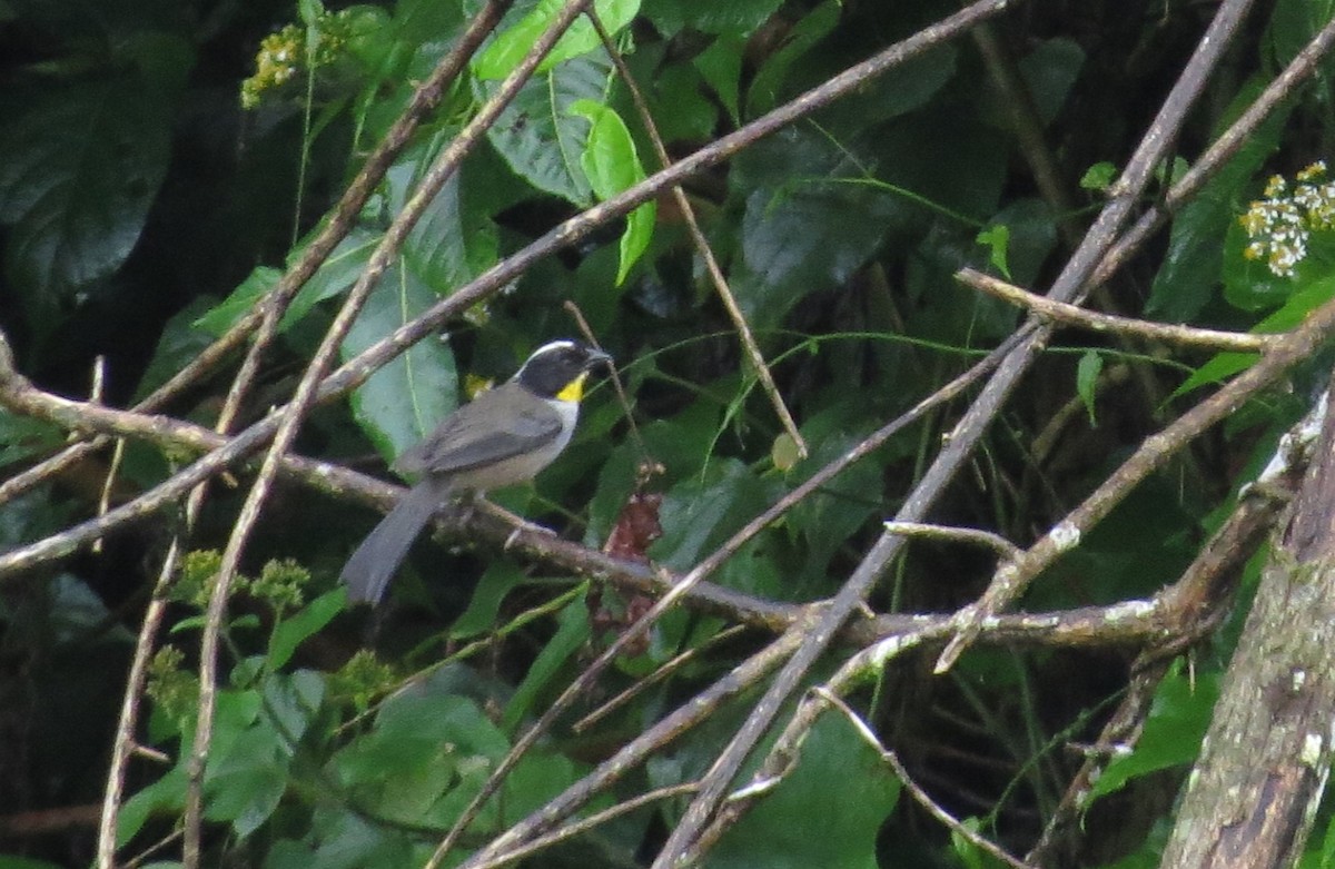 White-naped Brushfinch - ML410920251