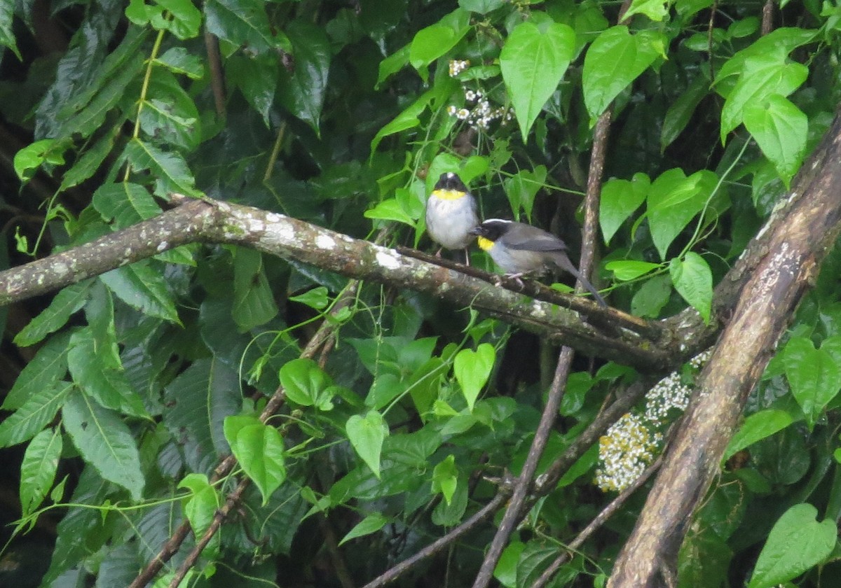 White-naped Brushfinch - ML410920261