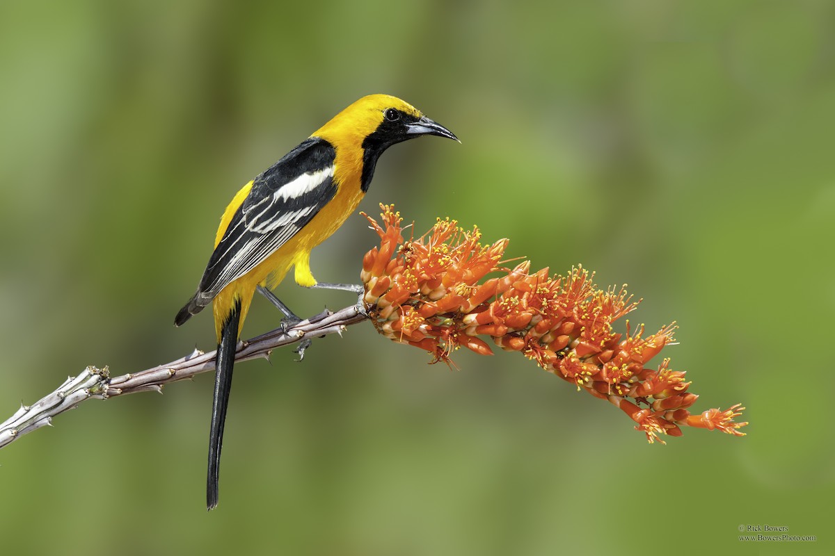 Hooded Oriole - ML410921941