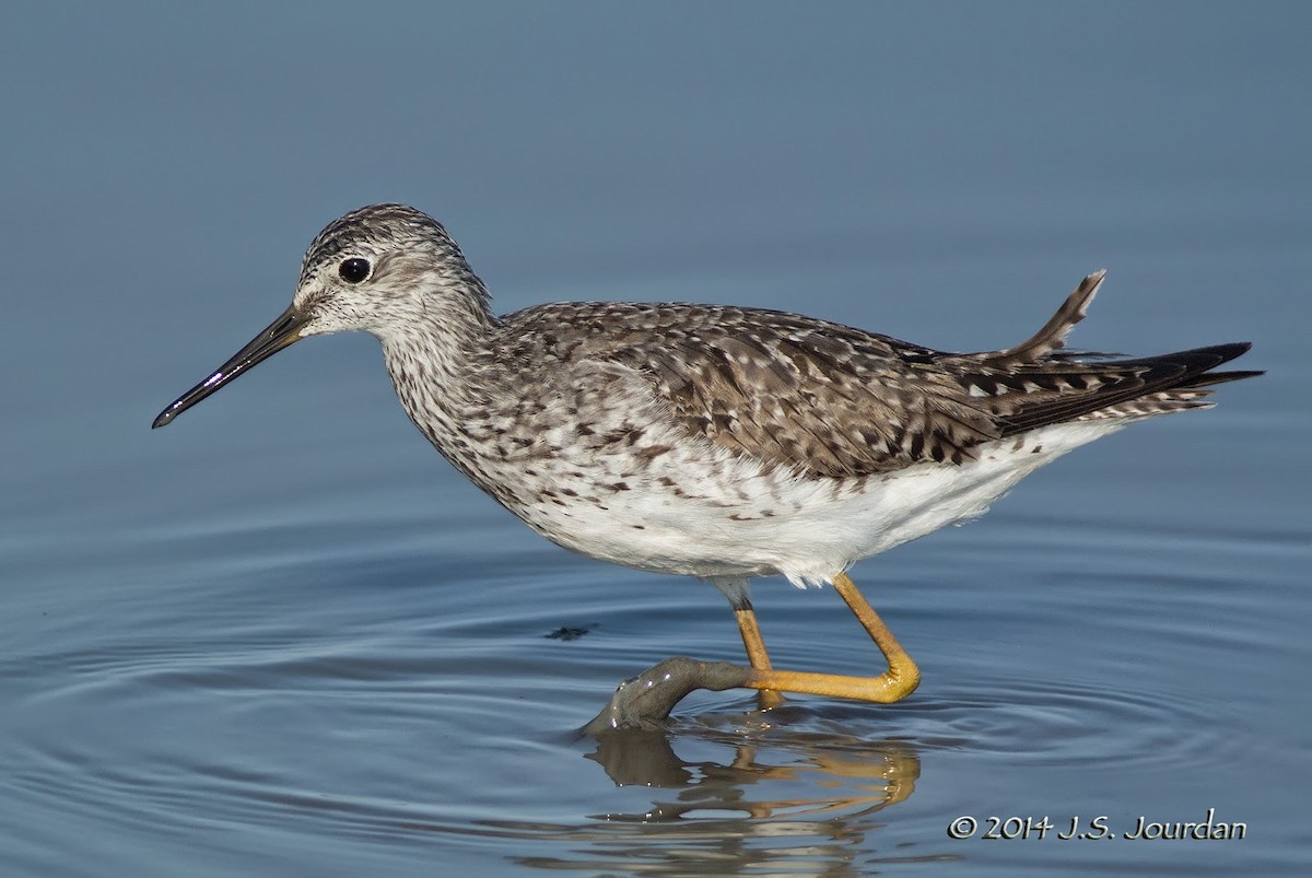 Lesser Yellowlegs - Jerome Jourdan