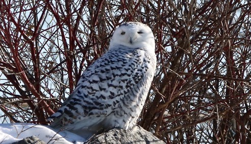 Snowy Owl - ML410923031