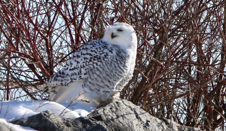 Snowy Owl - ML410923041
