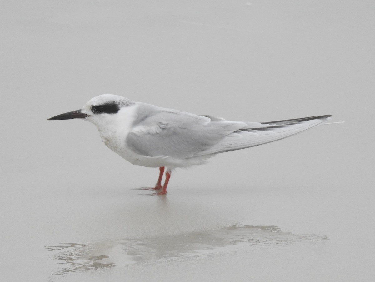 Forster's Tern - Chris Wiles