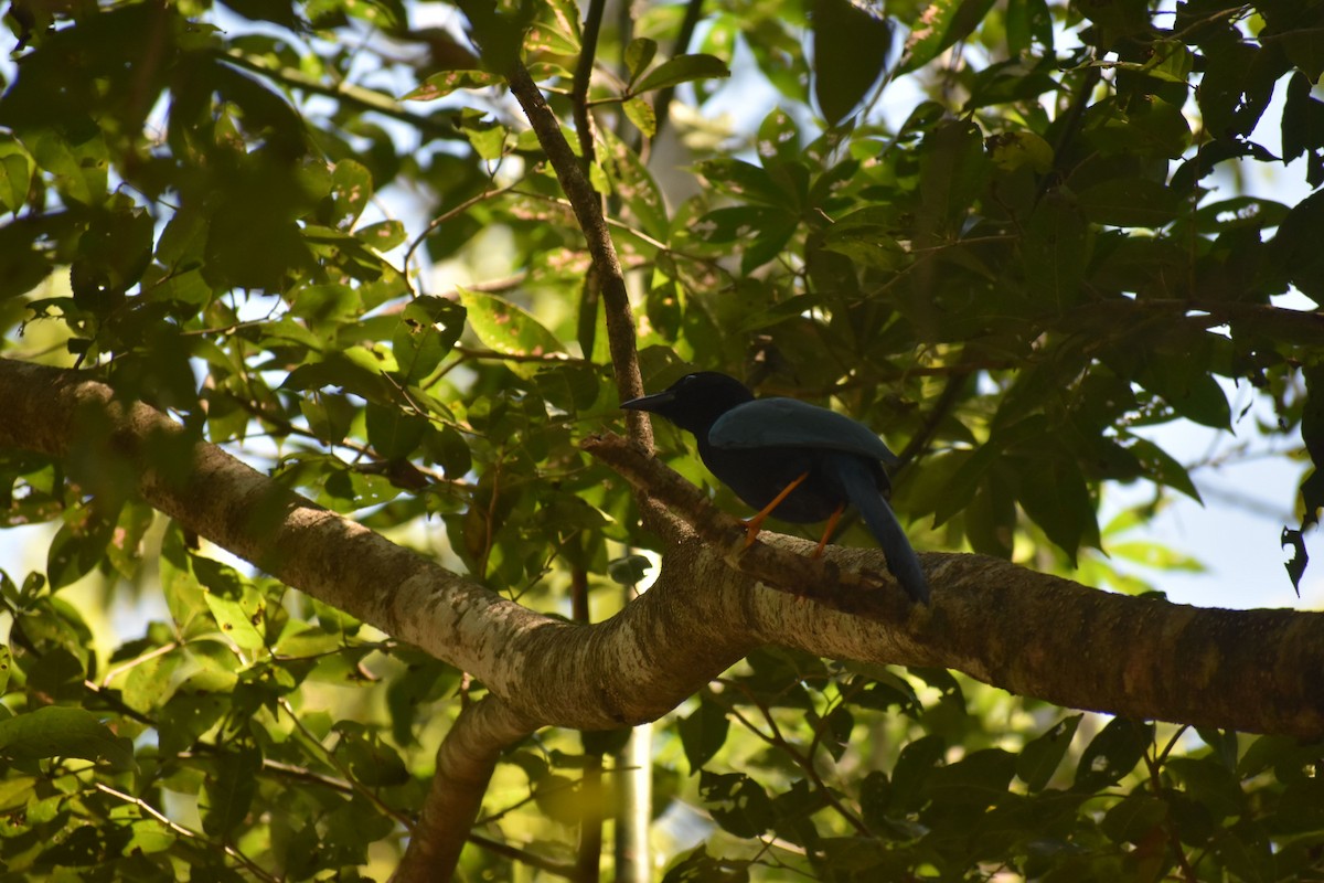 Yucatan Jay - ML410926181