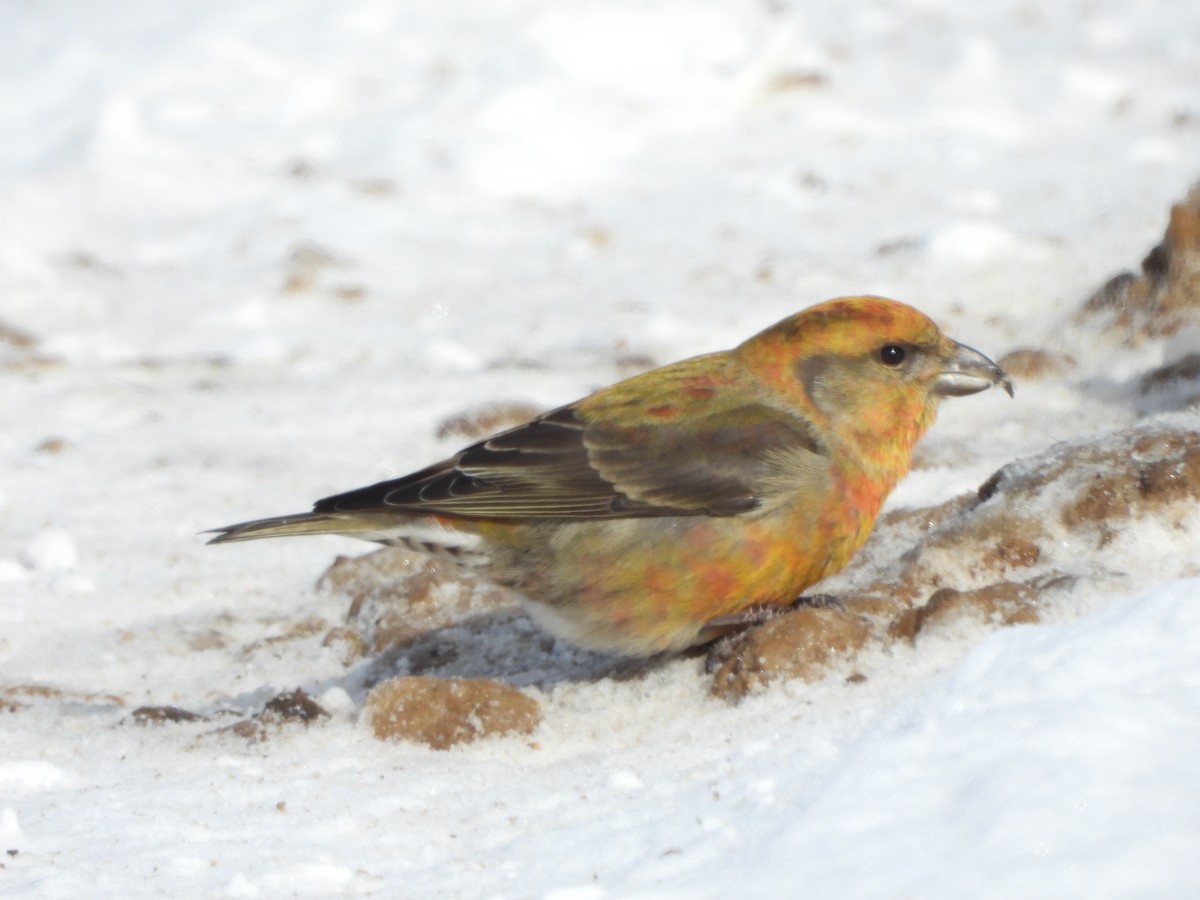 Red Crossbill - Tony Shrimpton